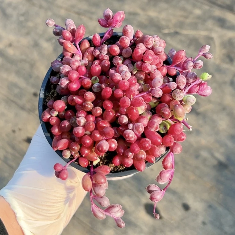 吊兰紫玄月盆口9厘米带盆土发货 多肉植物