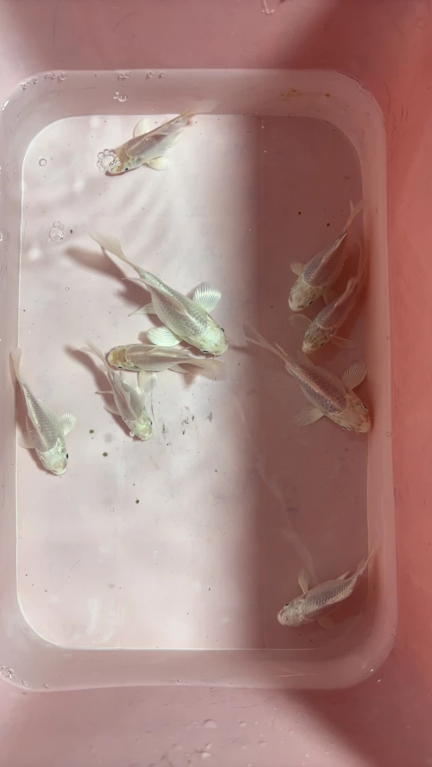 精品短身球体蝴蝶鲤6 8公分左右 5条