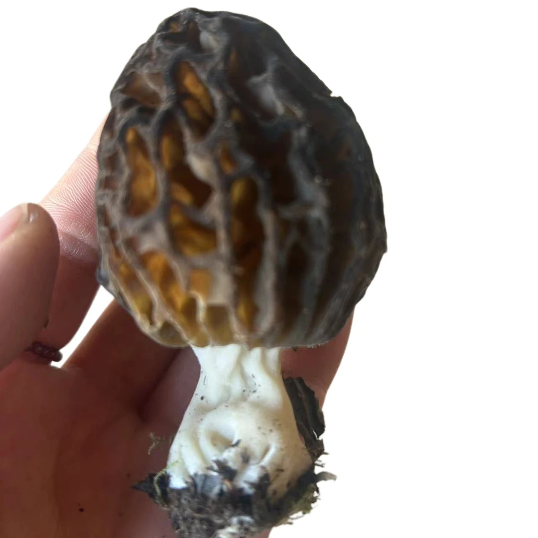 岷县山区野生羊肚菌