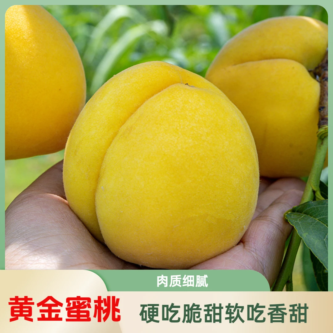 【黄桃熟了】新鲜现摘黄金蜜黄桃4.5斤水蜜桃毛桃夏日尝鲜