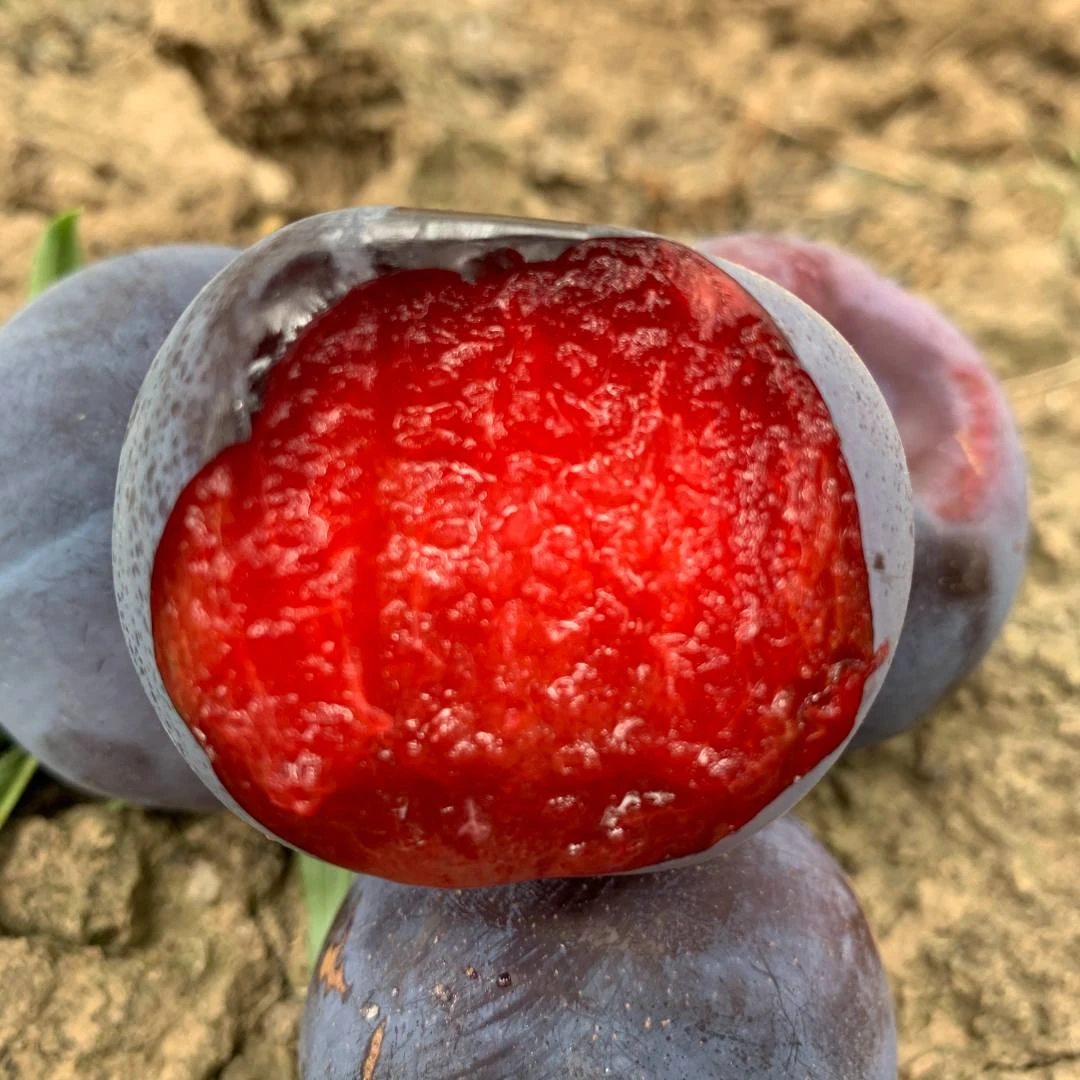 【新鲜采摘】国产恐龙蛋玫瑰李4斤风味玫瑰红心李子水果生鲜