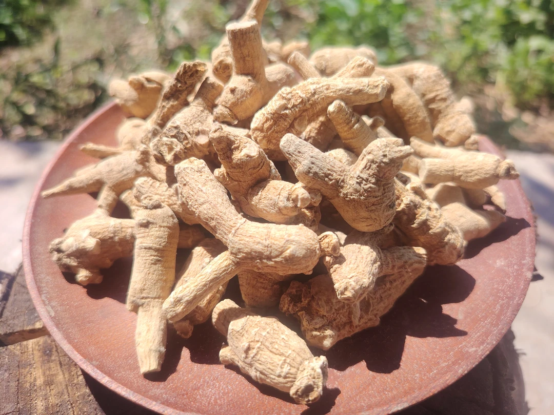 【西洋参】10g/粒 云南山货 人参 花旗参