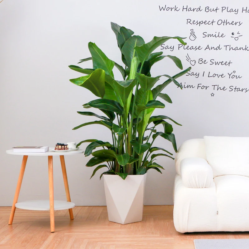 基地直发天堂鸟室内大型植物盆栽客厅办公室净化空气大叶子好养