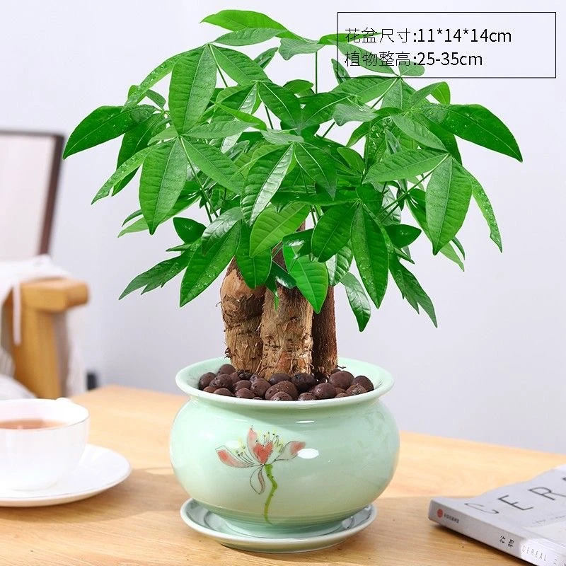 精品发财树大棵室内客厅桌面绿植培育茶几三杆招财树办公室好养活