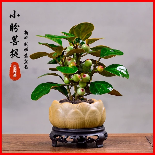 小盼菩提树盆栽植物适合禅意盆景办公室桌面好养净化空气观叶绿植