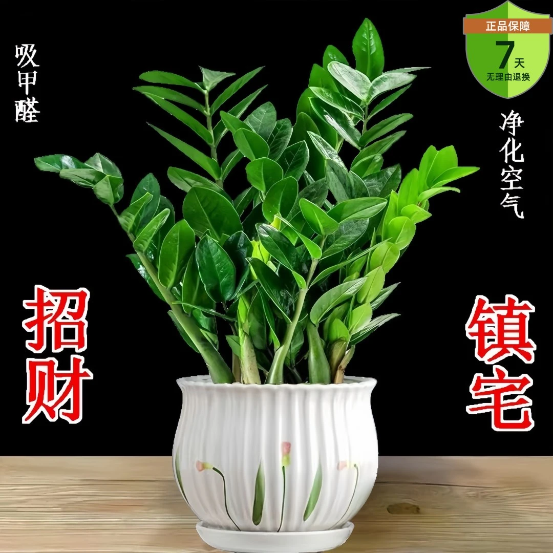 室内盆栽鲜活金钱树桌面办公室客厅绿植招财新款