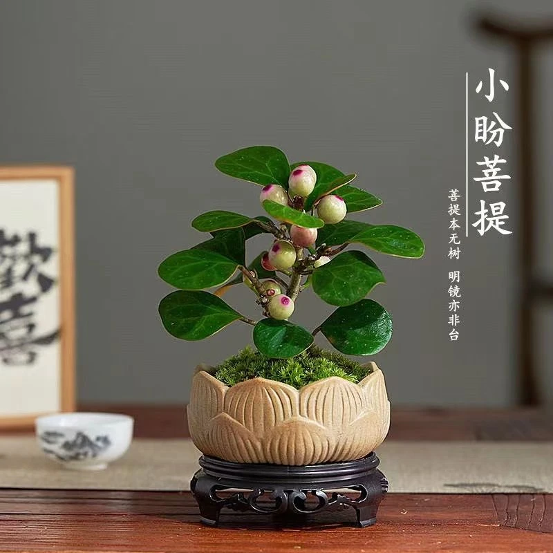 小盼菩提盆栽植物室内花四季客厅观叶办公室绿植好养活耐热盆景1