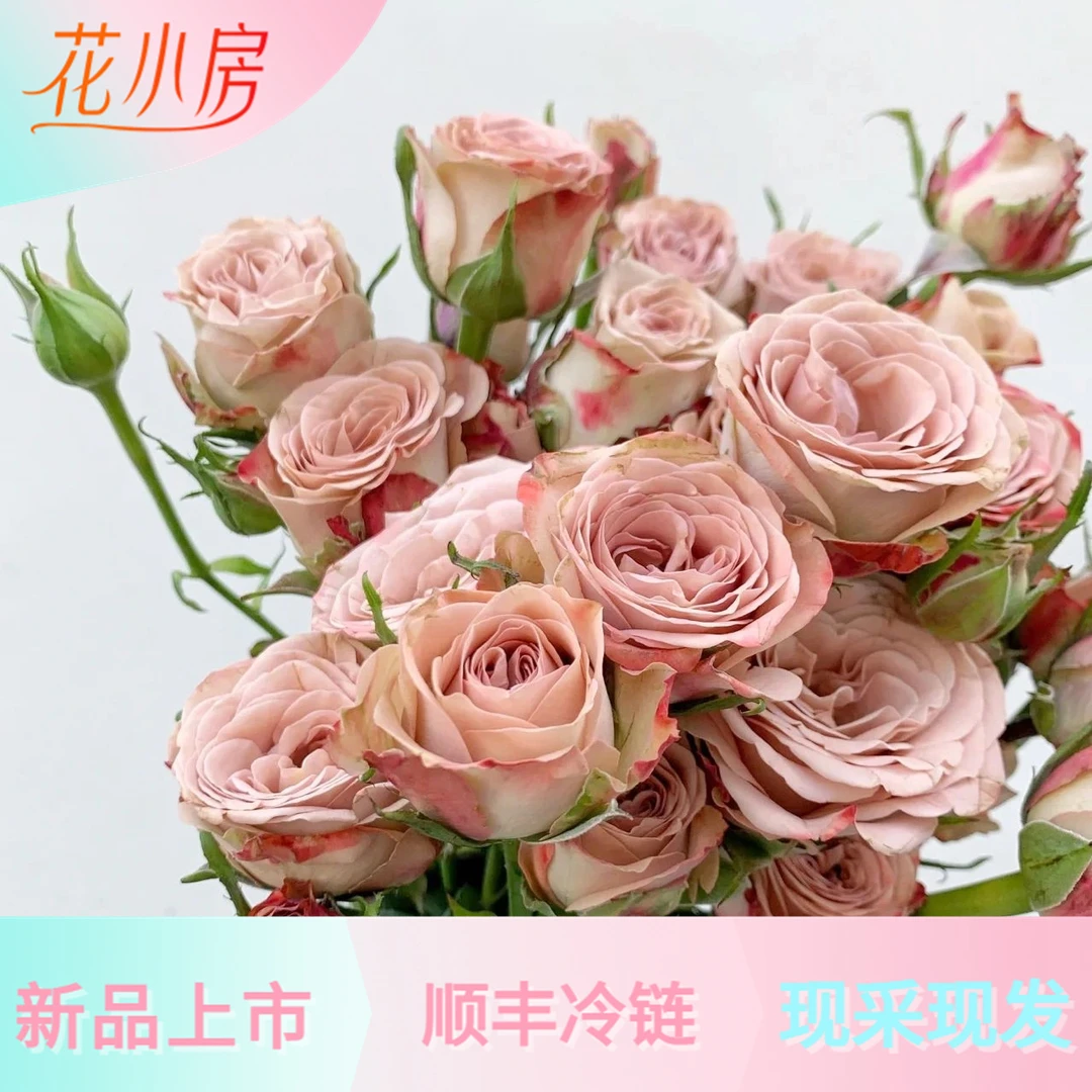 花小房【卡布奇诺】玫瑰(云南基地直发)日常插花好养护高品质鲜花