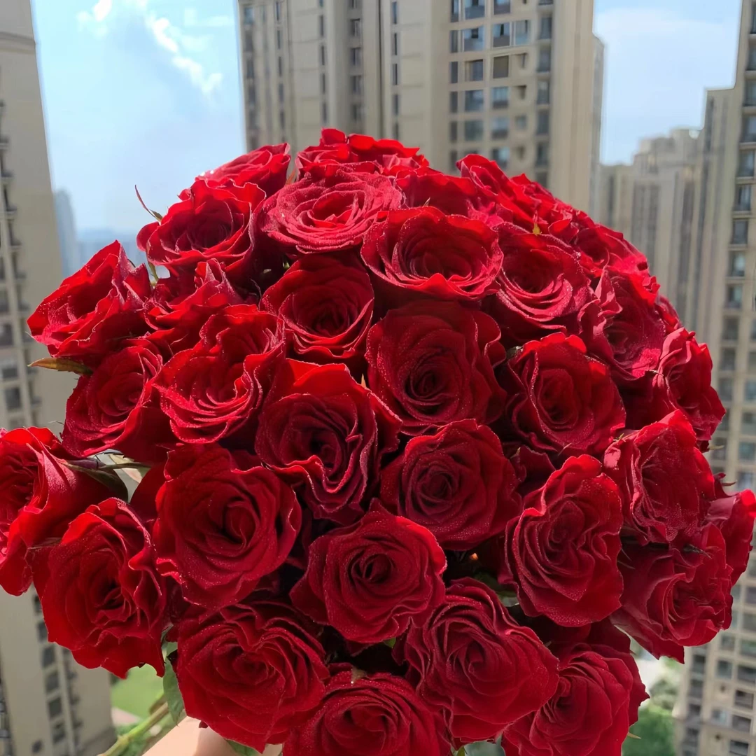花小房单头玫瑰【高原红】鲜切花 高品质鲜花 云南基地直发