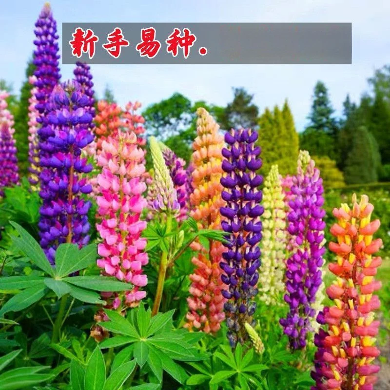鲁冰花种子四季种活开花耐寒耐热羽扇豆庭院阳台花卉种籽
