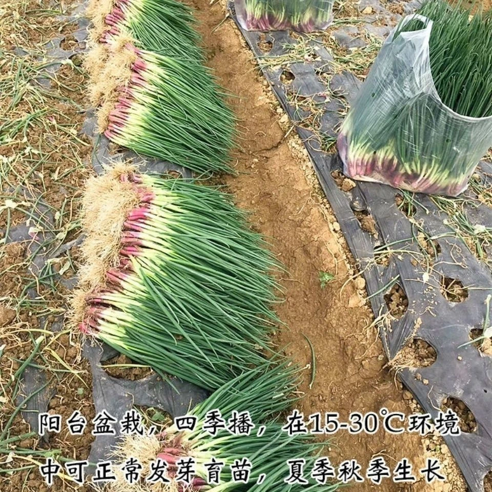 红根小葱种子四季可种植小香葱种籽适宜阳台庭院种植蔬菜种籽