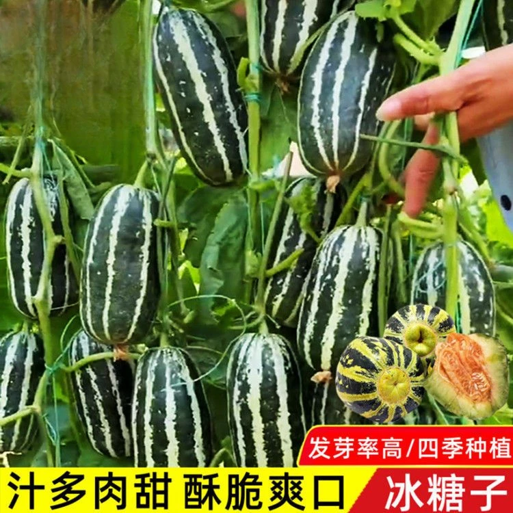 甜掉牙甜瓜种子一年四季种植香瓜种子酥脆小瓜籽庭院水果种子