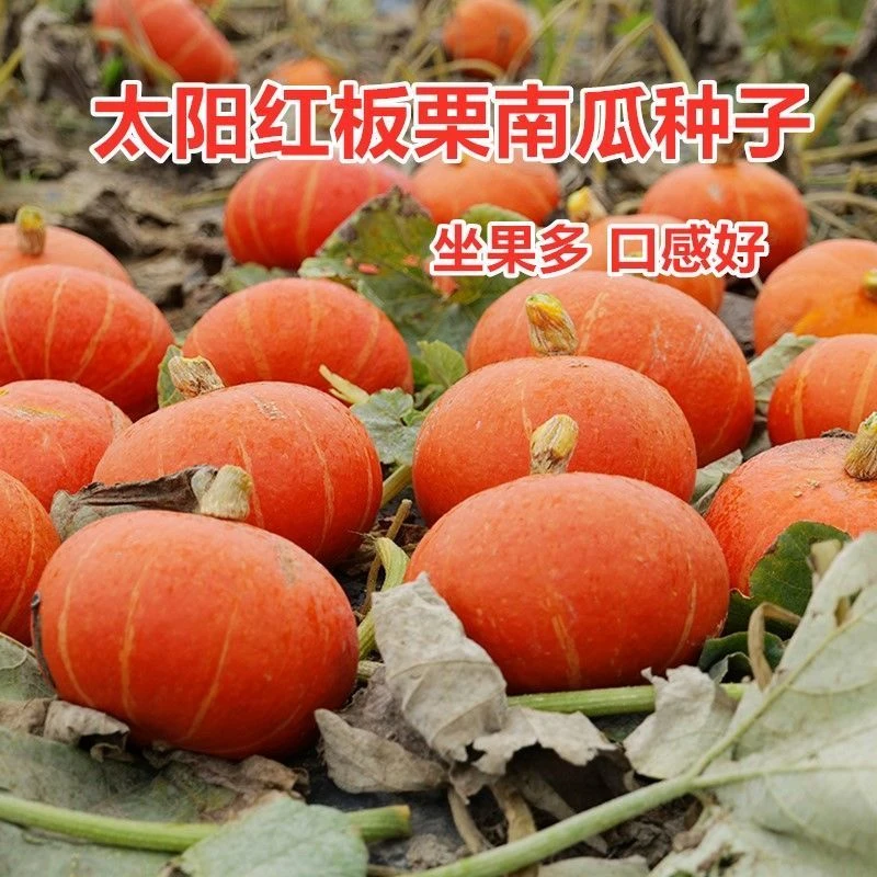 红栗南瓜种子红贝贝南瓜种子红蜜南瓜种子四季播种蔬菜种子