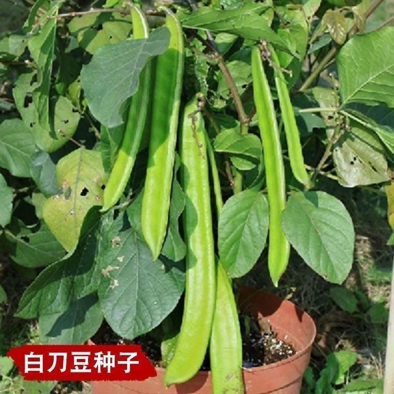 大刀豆种子大刀豆巨型大豆角种籽巴西豆四季蔬菜爬藤菜豆角种子