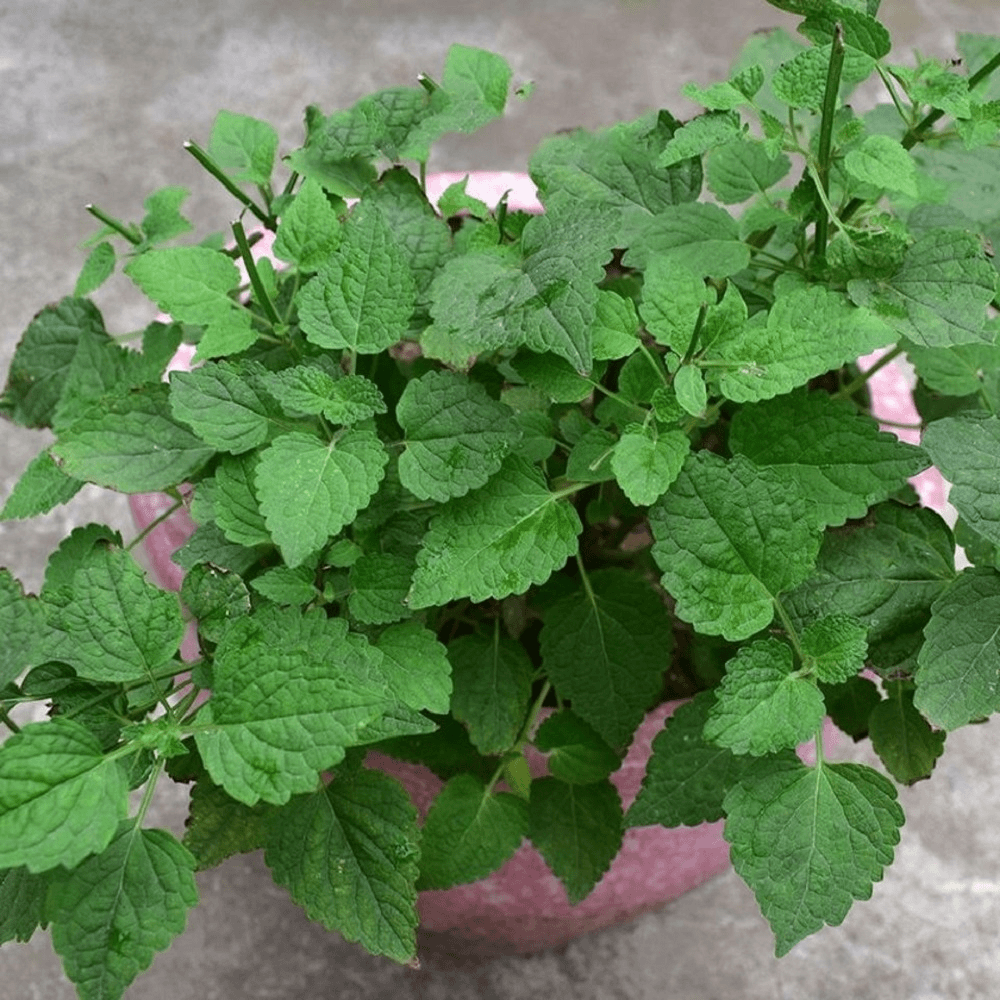 霍香正气香草种子藿香种子五香十香大茴鱼香草阳台盆栽蔬菜种子