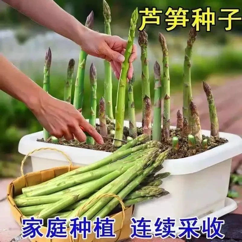 四季播营养蔬菜阳台室内盆栽蔬菜芦笋种子