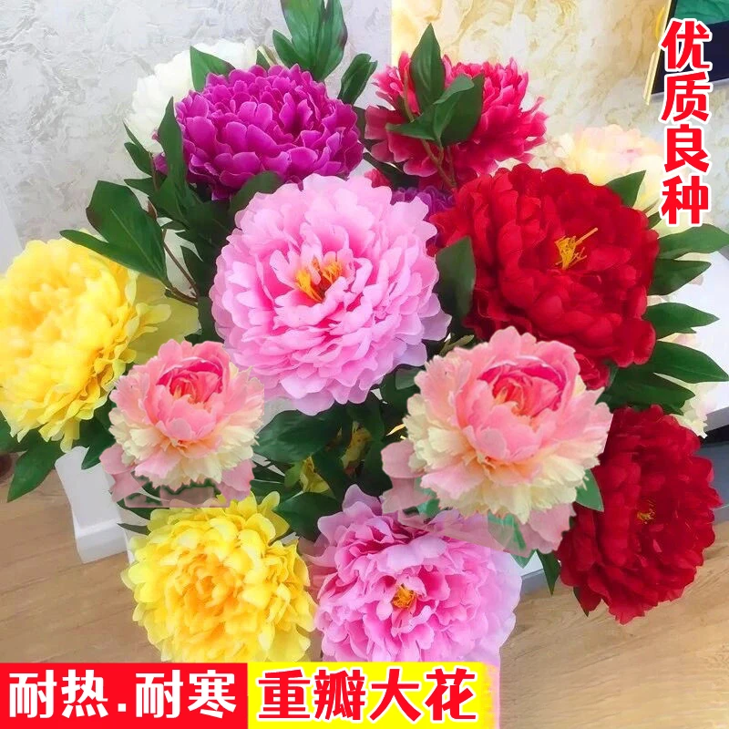 芍药花种子四季开花花卉种籽庭院盆栽阳台花籽园林造景观景花