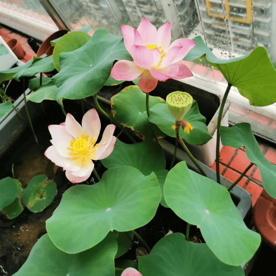 四季碗莲水培植物荷花盆栽花卉观花观叶植物花种四季水生睡莲花籽