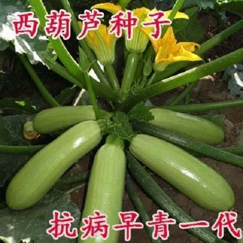 【西葫芦种子】蔬菜种子四季易种家庭阳台盆栽蔬菜籽耐寒抗病