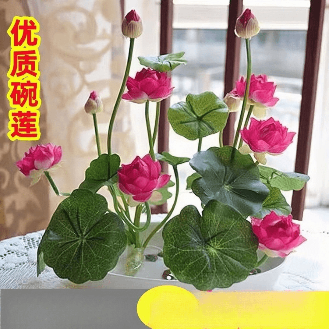 碗莲种水培水养绿植睡莲荷花无土盆栽花卉