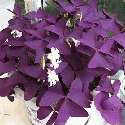 紫叶酢浆草种子绿植盆栽花种子四季庭院室内室外花卉植物好养易活