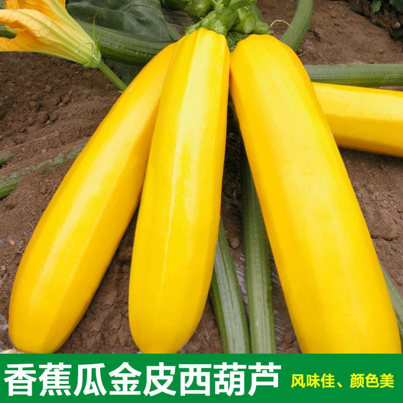 水果型能生吃黄色双色西葫芦种籽香蕉西葫芦种子四季蔬菜种籽
