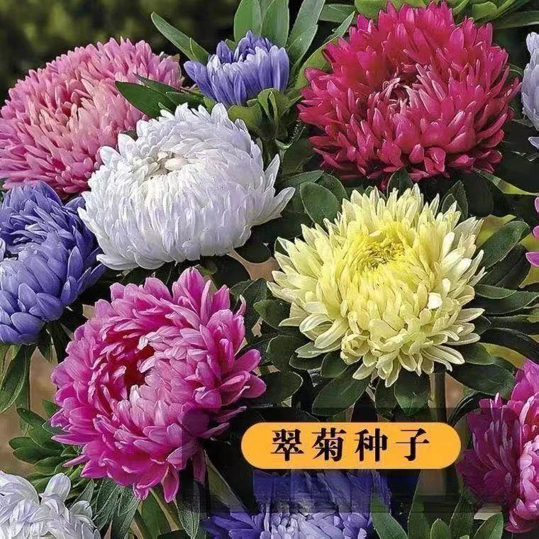 矮翠菊种子大花好养的花种籽庭院花籽易活花种籽室外花种