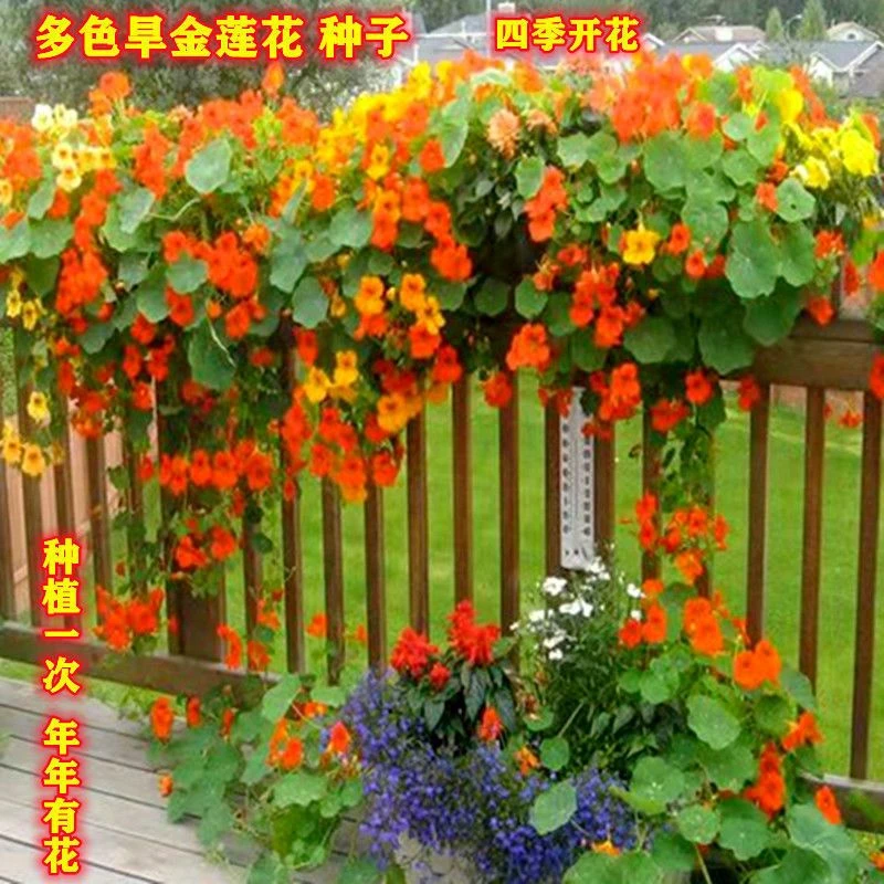 旱金莲种子旱荷花种籽花苗四季开花爬藤室内阳台盆栽花卉种籽