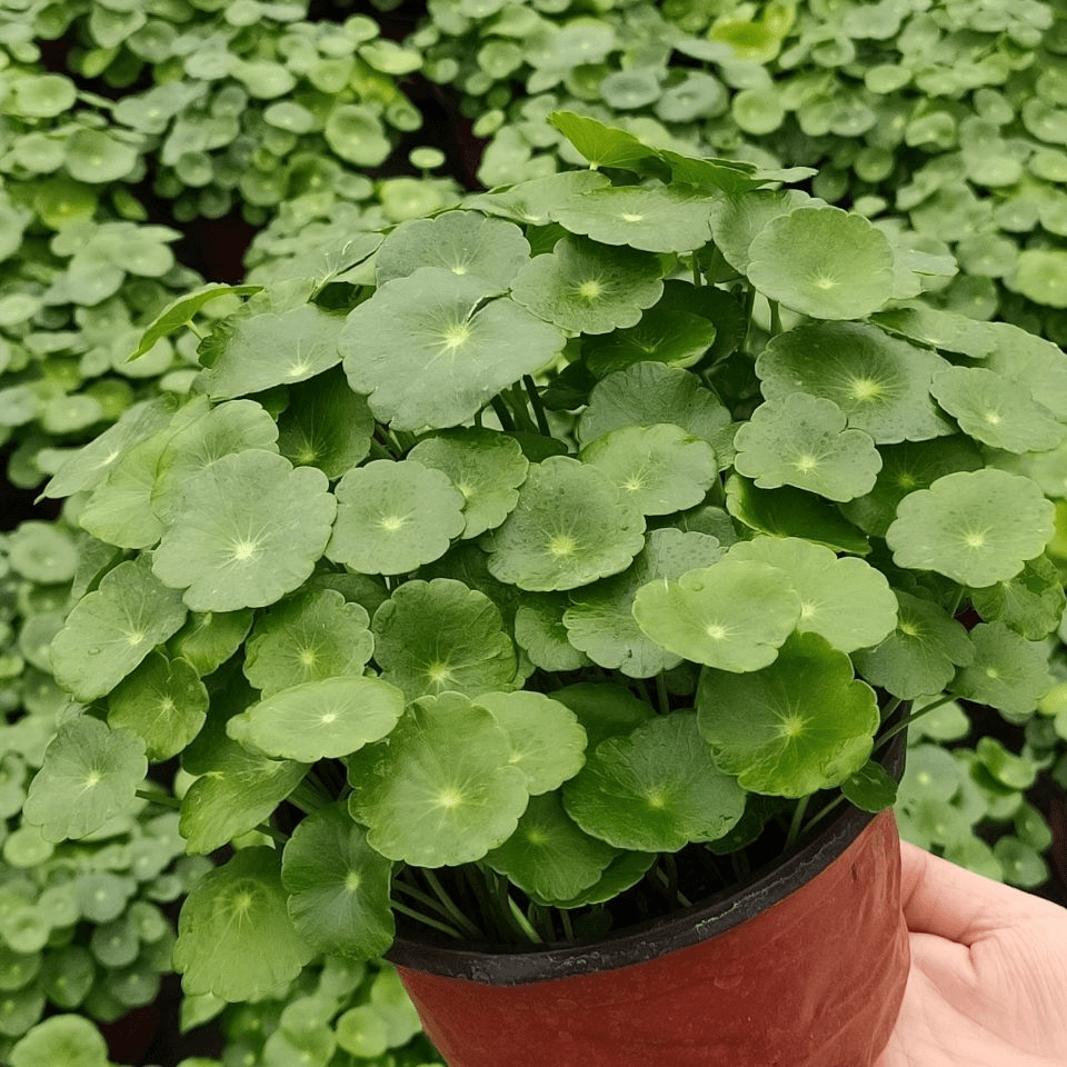 铜钱草种子金钱草水培植物盆栽四季种活花籽花卉庭院