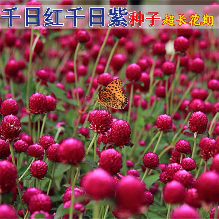 花种子千日红百日红火球庭院景观绿化花卉盆栽活花籽千日紫种子