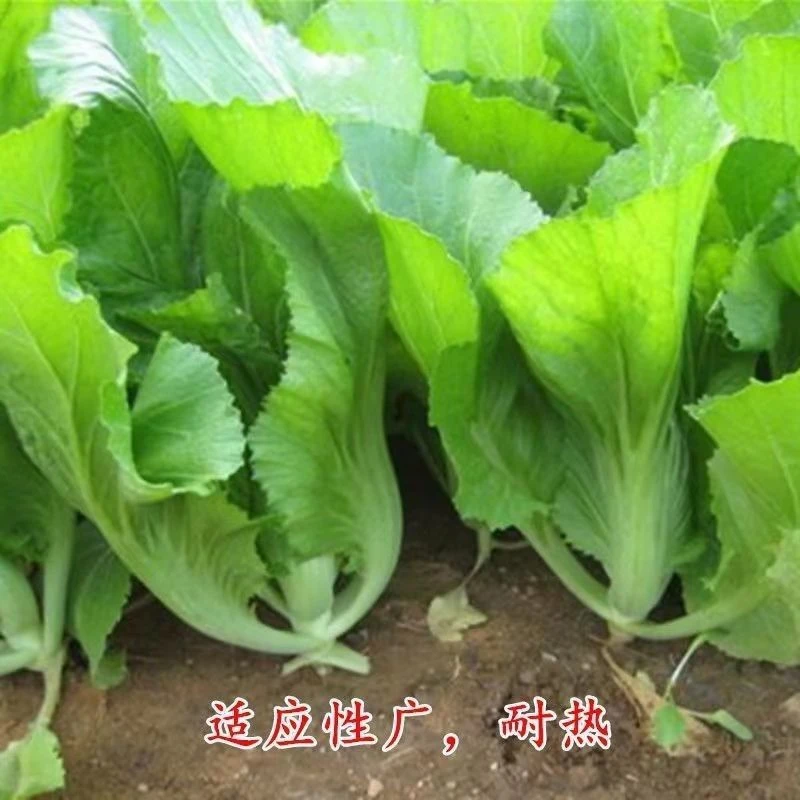 水东甜芥菜种子广东芥菜耐热农家庭院阳台盆栽易种蔬菜籽