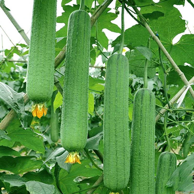 肉丝瓜种子早熟瓜种子四季香丝瓜当季阳台活清香瓜果蔬菜籽