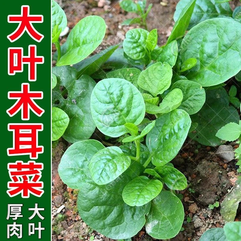 大叶木耳菜种子春播种子阳台盆栽四季蔬菜种子保健