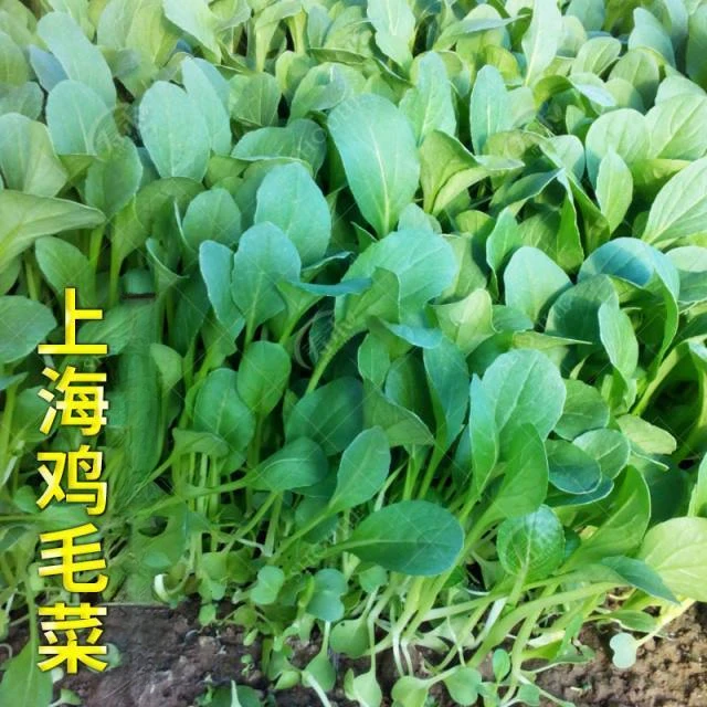 鸡毛菜种子四季播种抗热耐寒蔬菜种子小白菜籽小青菜籽