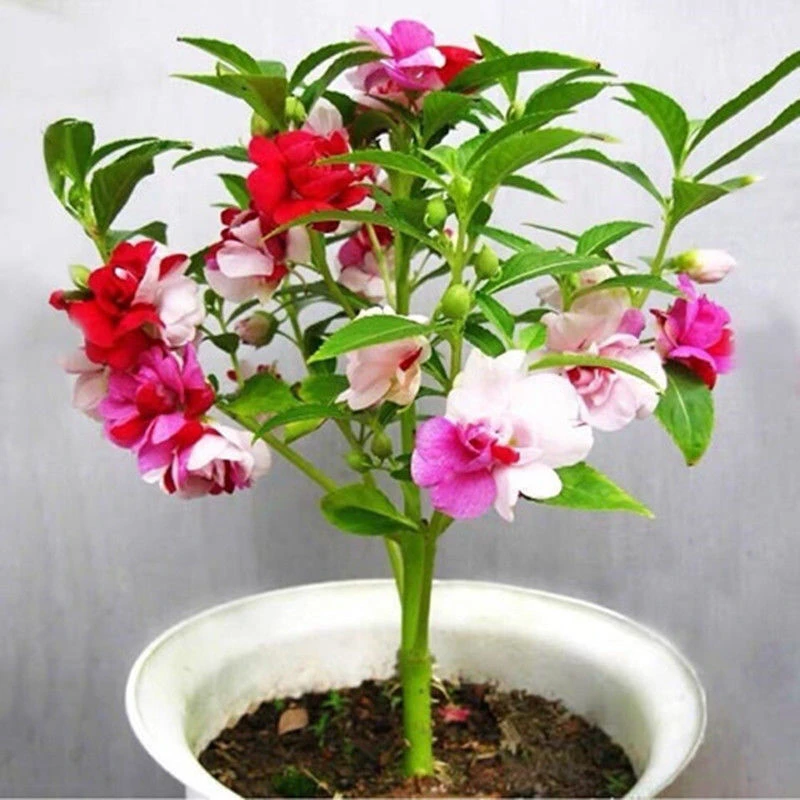 重瓣凤仙花种子指甲草花盆栽花种孑四季活阳台室内外卉花子