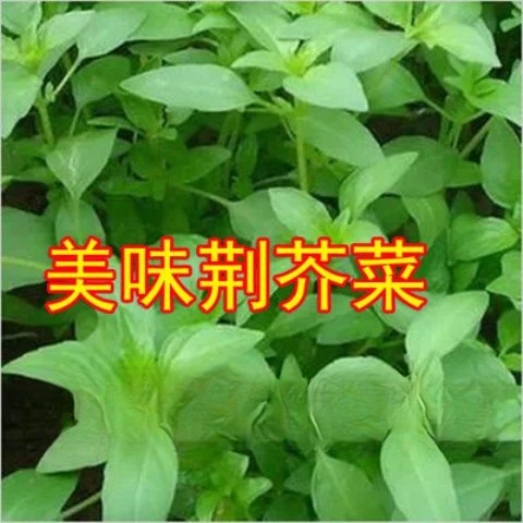 荆芥菜籽河南大叶荆芥种子菜籽蔬菜种子四季播荆菜农家田园种籽