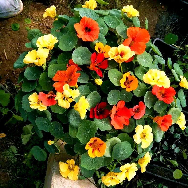 旱金莲种子易活好养多年生庭院阳台爬藤盆栽家庭花草花籽花卉植物