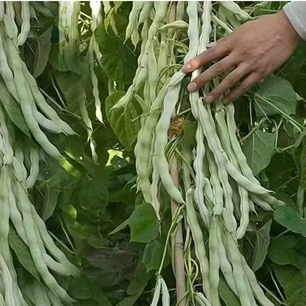 白芸豆白不老豆角四季菜老来少豆籽早熟高种植