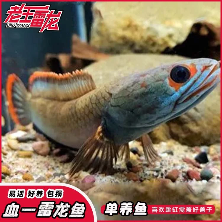 观赏鱼血斑雷龙血斑一型小型雷龙鱼