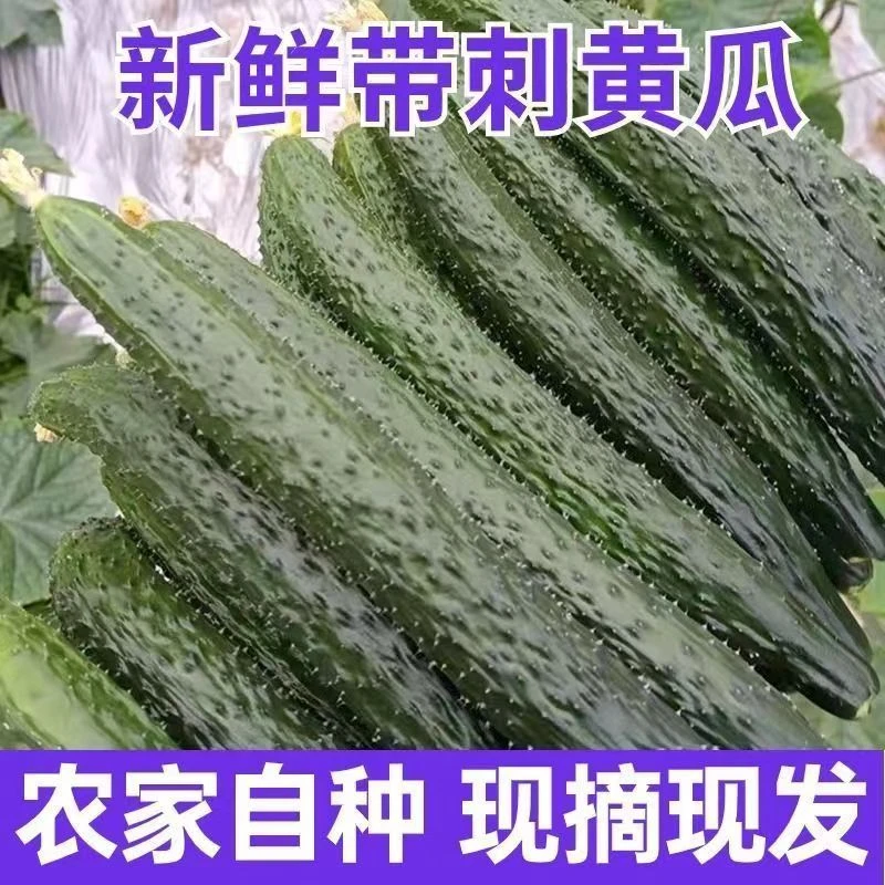 山东绿心黄瓜新鲜爽脆