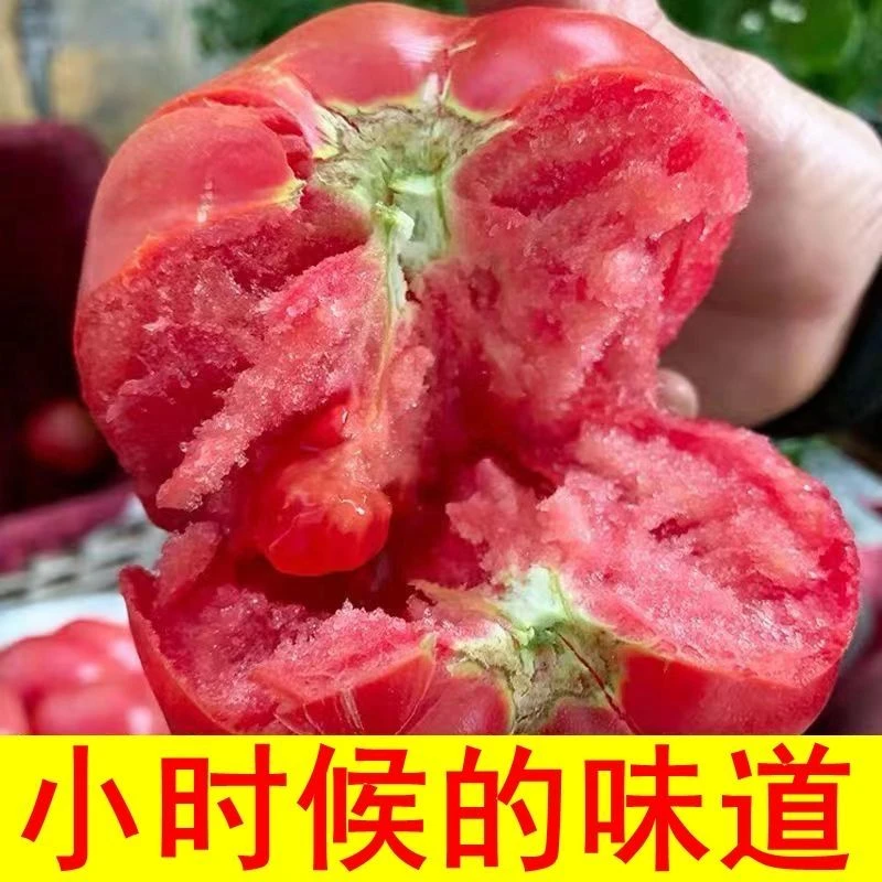 真普罗旺斯西红柿番茄生吃凉拌