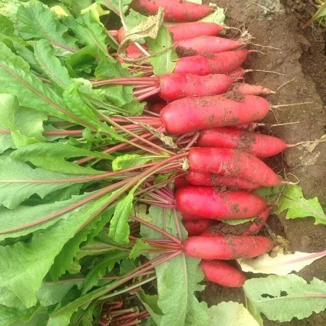 山东红皮萝卜水萝卜新鲜现挖泡菜凉拌