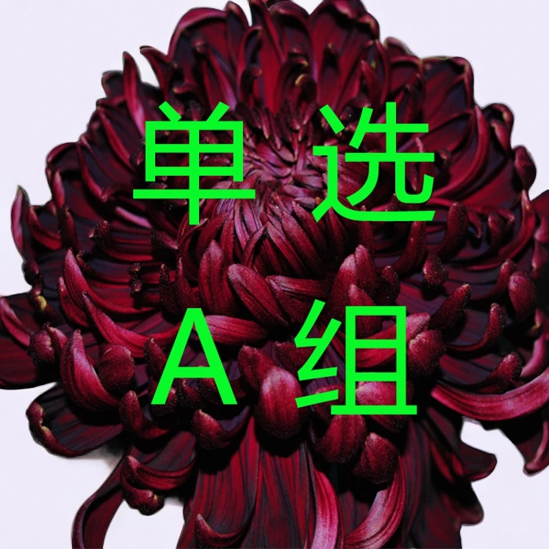 晋菊菊花苗A组国内品种对版菊花种苗大菊花苗大花品种苗花卉