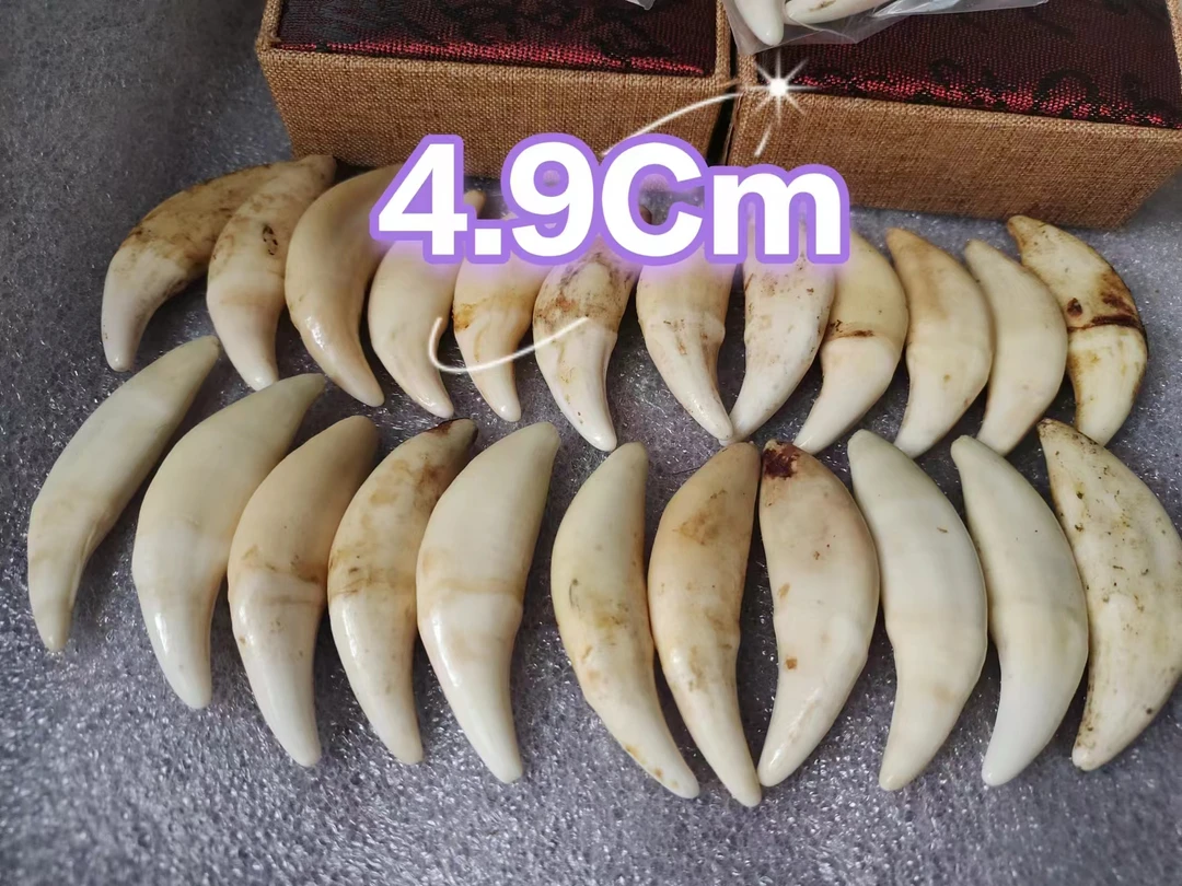 非金属布艺吊坠 4.9CM真黑狗牙创意饰品男大藏獒牙女挂件狗牙齿