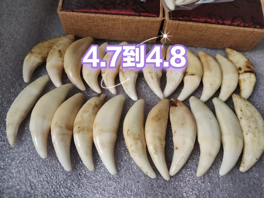 非金属布艺吊坠 4.7到4.8厘米真黑狗牙创意饰品男大藏獒牙女挂件