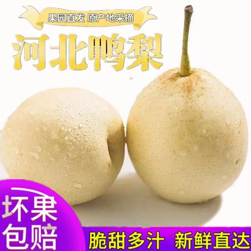 河北正宗鸭梨新鲜水果梨子非皇冠梨雪梨当季水果细腻香甜多汁3斤