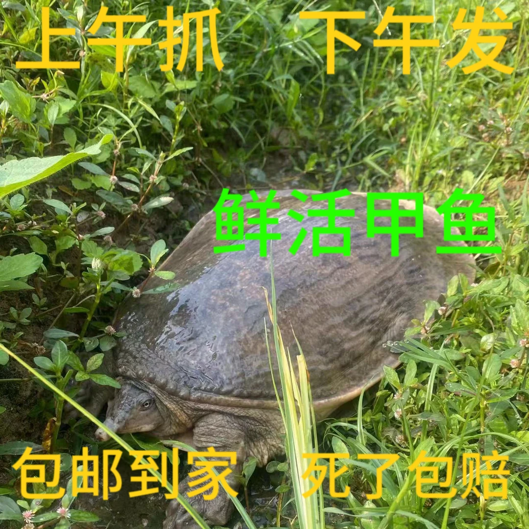 冷水人工养殖珍珠鳖大甲鱼 广西山水养殖