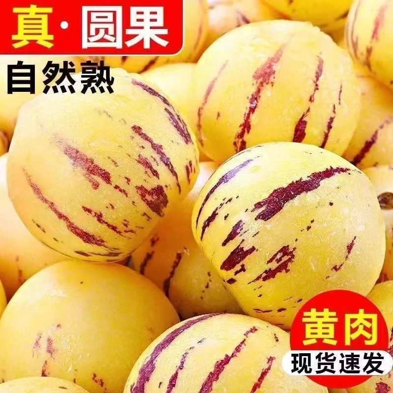 云南人参果树上熟人参果黄肉圆果4.5-5斤到手10-15个单果150g+