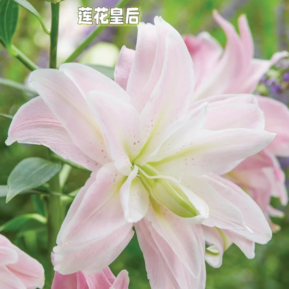 3号店/四季可种《莲花皇后》1球16/18进口重瓣香水百合