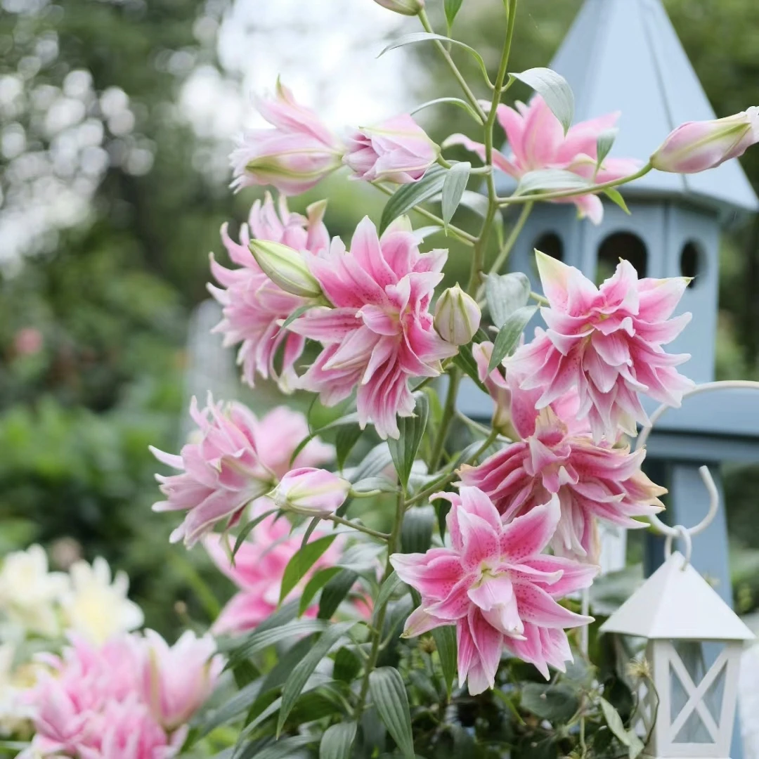 2店《伊莎贝拉24/26》春百合大球1颗重瓣香水春天发芽六月左右开花